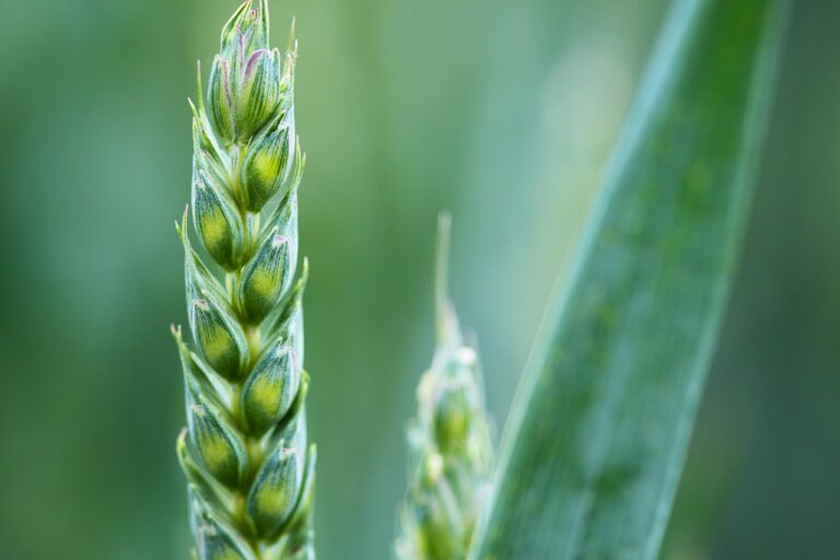 Trends in Food Packaging: Bioplastics and Plant-Based Materials